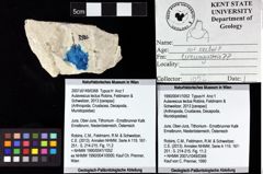 Foto (Objket + Etiketten) von Aulavescus tectus (Robins, Feldmann & Schweitzer, 2013)